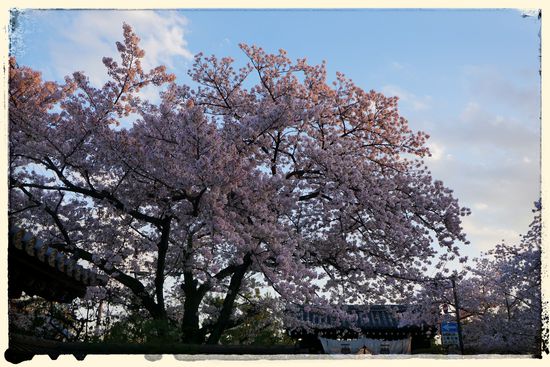 ..und überall blühende Kirschbäume