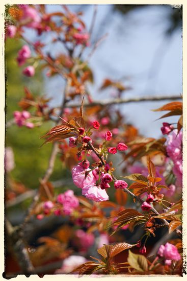 Oft fotografiert, aber immer wieder schön. Die Kirschblüten standen in voller Pracht.