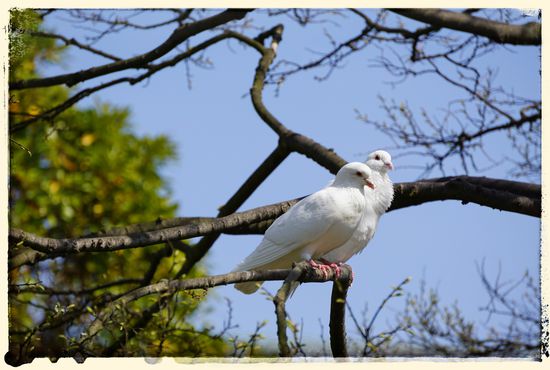 2 weiße Tauben, die sch..... dich zu!