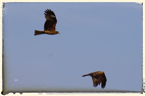 Gefrässige Falken am Himmel. Als Tourist ist man gut beraten, wenn man nur heimlich isst, und vor allem kein Essen offen herumliegen lässt.