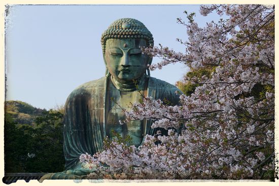 Wirklich imposant, und im Zusammenspiel mit den Kirschblüten noch schöner