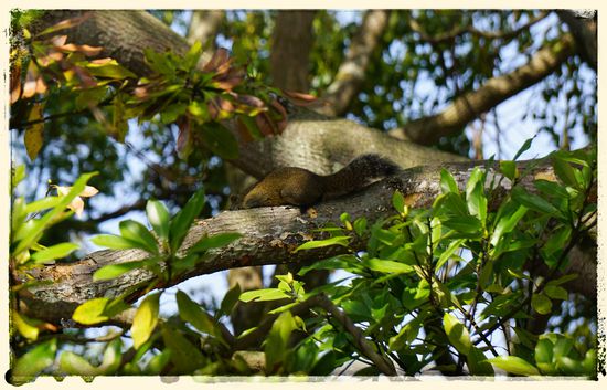 Es gab sogar süße Eichhörnchen zu sehen