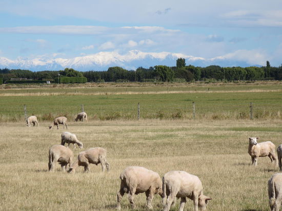 ein letzter Blick auf typische Wegbegleiter Neuseelands, schneebedeckte Berge und Schafe ...