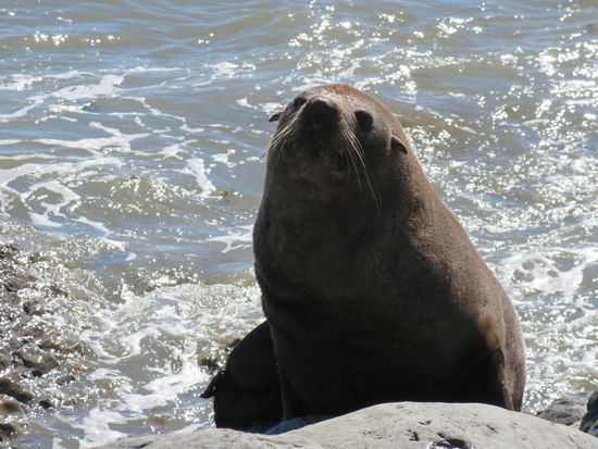 Und da lag die Robbe faul am Straßenrand ...