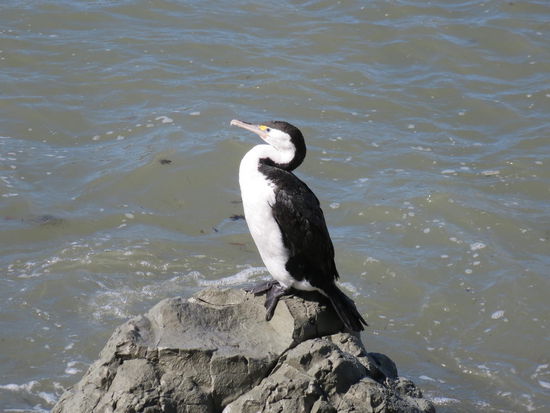 Pinguin oder doch Vogel, dass ist hier die Frage?