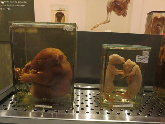 Wombat- und Kaenguru-Babys