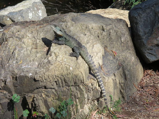 Tja, kleine Gartenechsen halt 