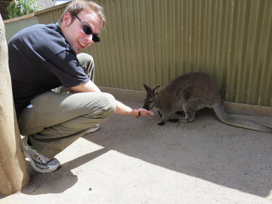 Ein Wallabie, ziemlich angefuettert halt ...