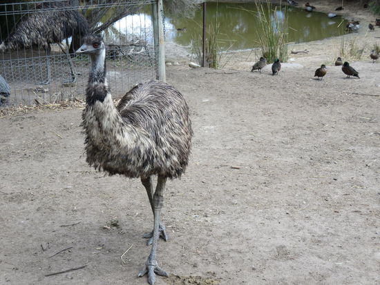 Emu, ein flugunfaehiger Vogel mit bis zu 45kmh Speed
