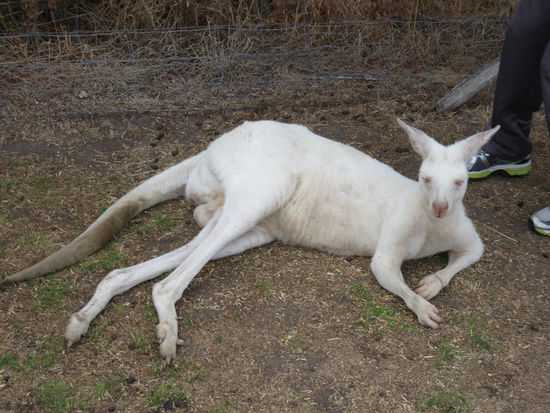 Albino-Kaenguru