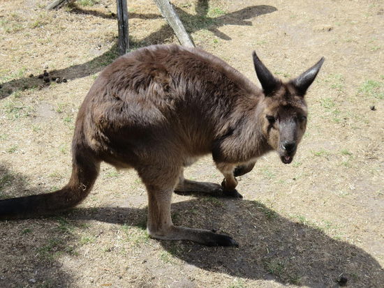Schau mir in die Augen, Kleines 