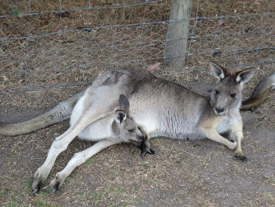 Mit Baby im Sack ...