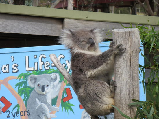 Und endlich, wenn auch erstmal nur im Zoo, ...