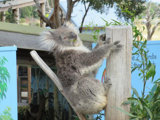..., ein Koala, und dann auch noch wach!