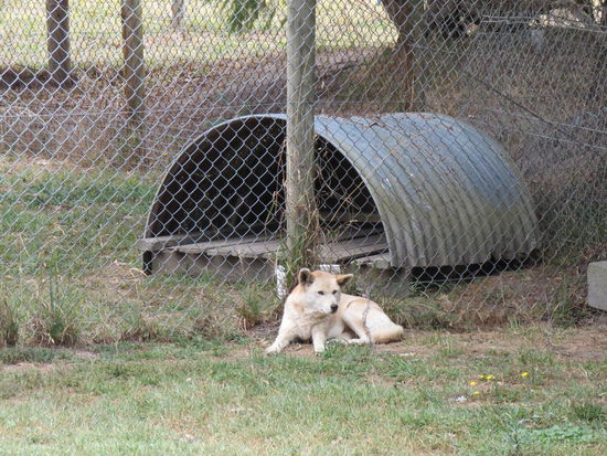 Dingo, eine Art Hund