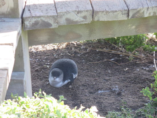 Hier ein Zwerg-Pinguin, der wohl noch satt war und deshalb unter nem Steg gedoest hat