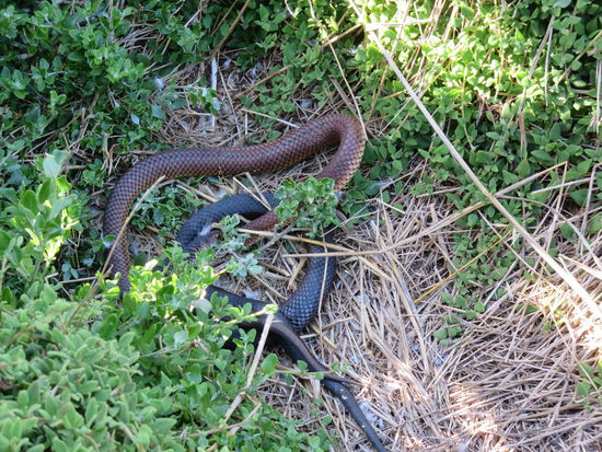 giftige, aber scheue Copperhead-Schlagen