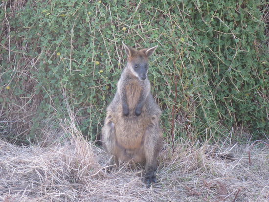 Und auch in freier Wildbahn Wallabies ...