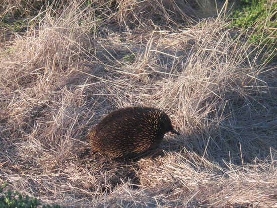 ... sowie ein Echidna = Schnabeligel, halb Igel und Ameisenbär