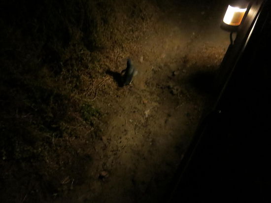 Das illegale Foto, wie zumindest ein Pinguin schnell zum Schlafen rennt 