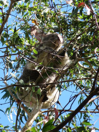 ... aber auch Tieren in freier Wildbahn.