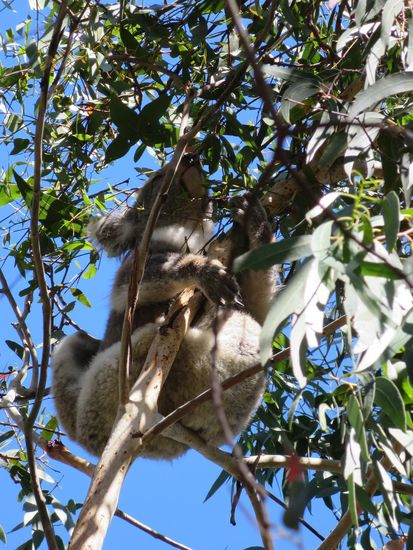 Hier auf Futtersuche