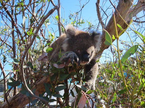 Und sogar ganz nah, Streichelnähe!