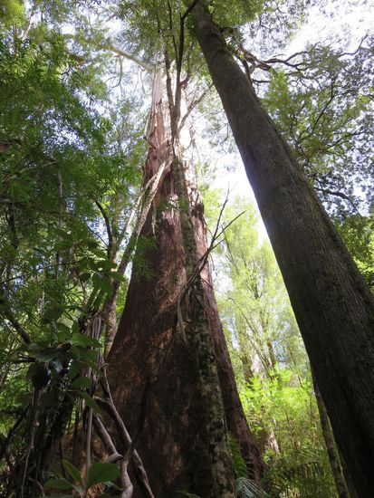 Ein sog. Mountain Ash Tree, die höchste Pflanze der Welt, da er als Eukalyptus-Baum auch Blütten hat und deshaln nicht als Baum zählt (sofern ich das richtig verstanden habe) 