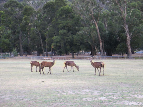 Am nächsten Morgen waren viele Kängurus auf dem Rugby-Feld in Hells Gap beim Frühstück zu sehen
