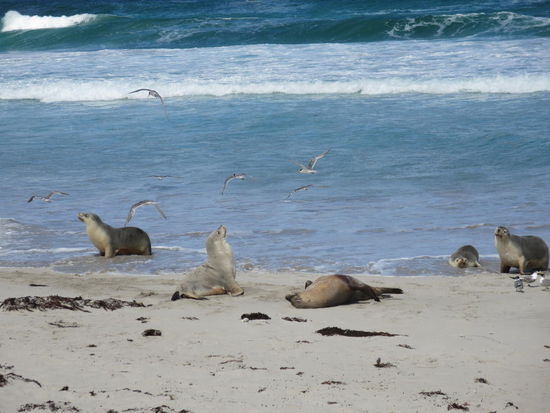 Australische Seelöwen ...
