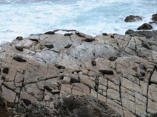 diesmal neuseeländische Seelöwen ...