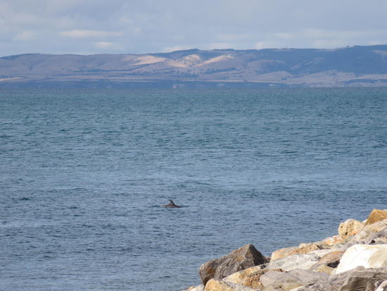 Und zum Abschied am Hafen gab es noch Delphine zu sehen ...