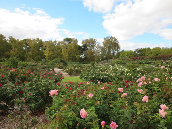 "Du wolle Rose kaufen" 