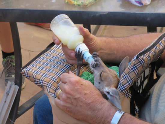 Baby-Känguru Fütterung auf einer Farm für verwundete Tiere usw.
