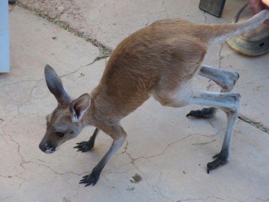 Noch etwas wacklig unterwegs, aber ist ja auch erst 6 Monate alt 