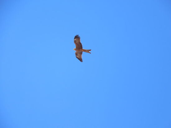 Und zum Schluss noch ein Tierfoto 