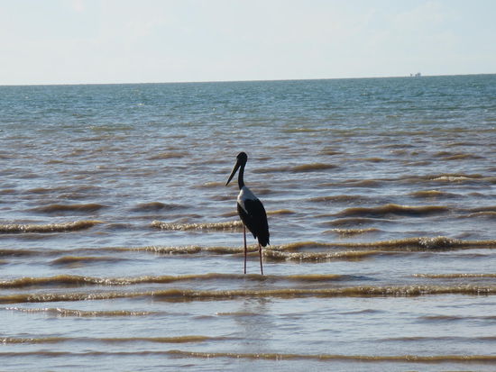 Wanted: Wer kennt den namen dieses Vogels?