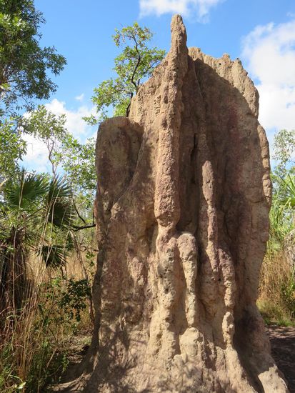 Magnetic Termite Mounds - Termitenhügel, in der eine Königin alle Eier legt und die Arbeiter und Soldatentermiten blind sind ... (und wenn die Königin stirbt, wird der Hügel oft von Ameisen übernommen)