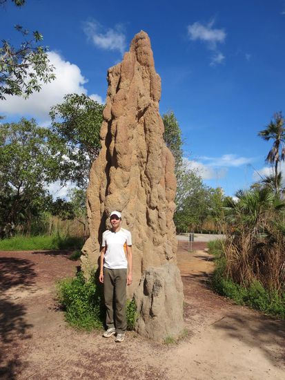 ca. 6 m bedeutet die Königin ist ca. 60 Jahre als, da er alle 10 Jahre ca. 1 m wächst