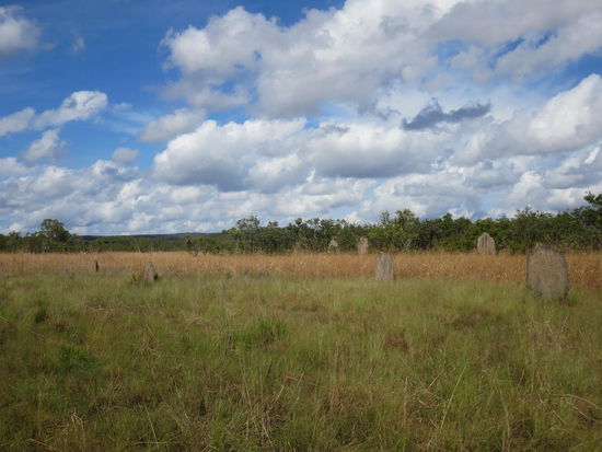 etwas kleinere Termitenhügel, alle mit Nord-Südausrichtung
