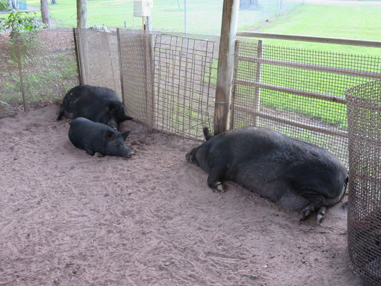 gut genährte Wildschweine