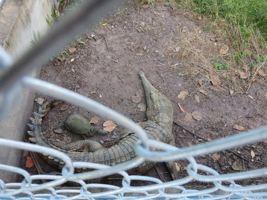 Süsswasserkrokodil, eher ungefährlich, sonst bekäme es der Langhalsschildkröte wohl nicht so gut