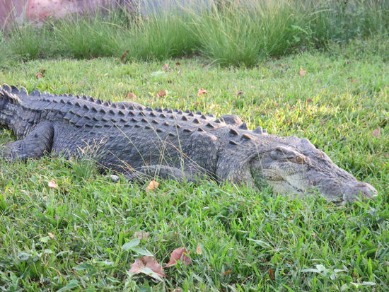 Da ist es, dass gefährliche Salzwasserkrokodil, was jedoch auch im Süsswasser wohnhaft ist und bis zu 7 Meter lang werden kann (dieses hatte ca. 4m)