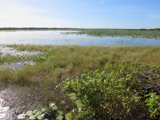 Mamukala Wetlands