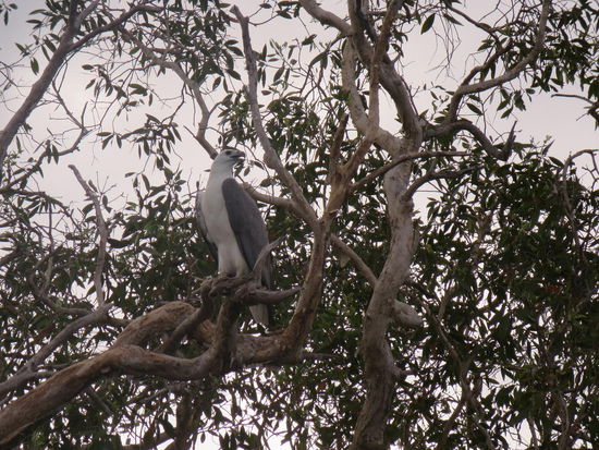 Ein Weisskopfadler oder so ähnlich, der sich dann auch noch was zum Essen geschnappt hat