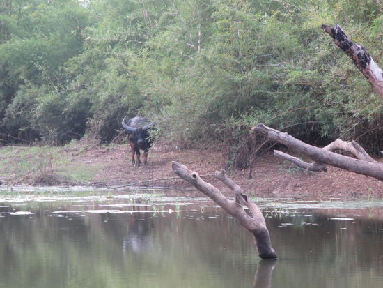 Hier mal in freier Wildbahn, der Wasserbüffel