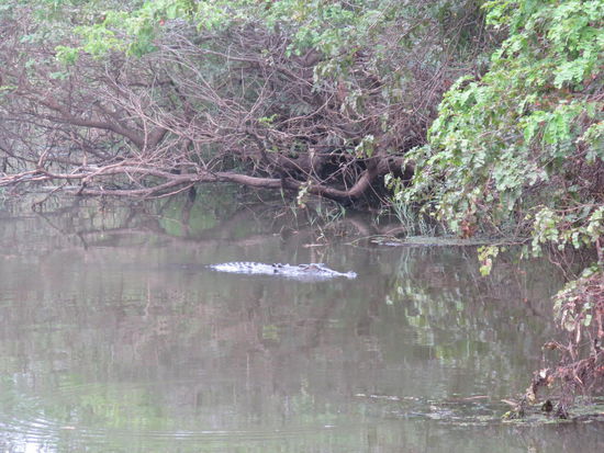 Und endlich, ein Salzwasserkrokodil ...