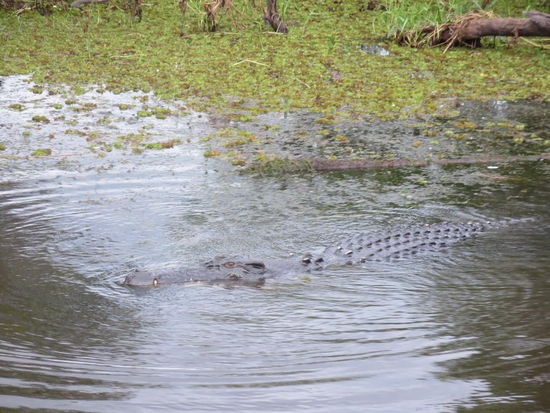 Und nochmal eines (insgesamt waren es übrigens 9)