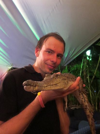 Süsswasserkrokodil mit zugebundenem Mund