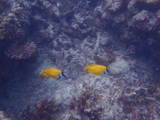 Leider war es doch recht duster, wenn nicht gerade ein paar farbige Fische vorbei kamen ...